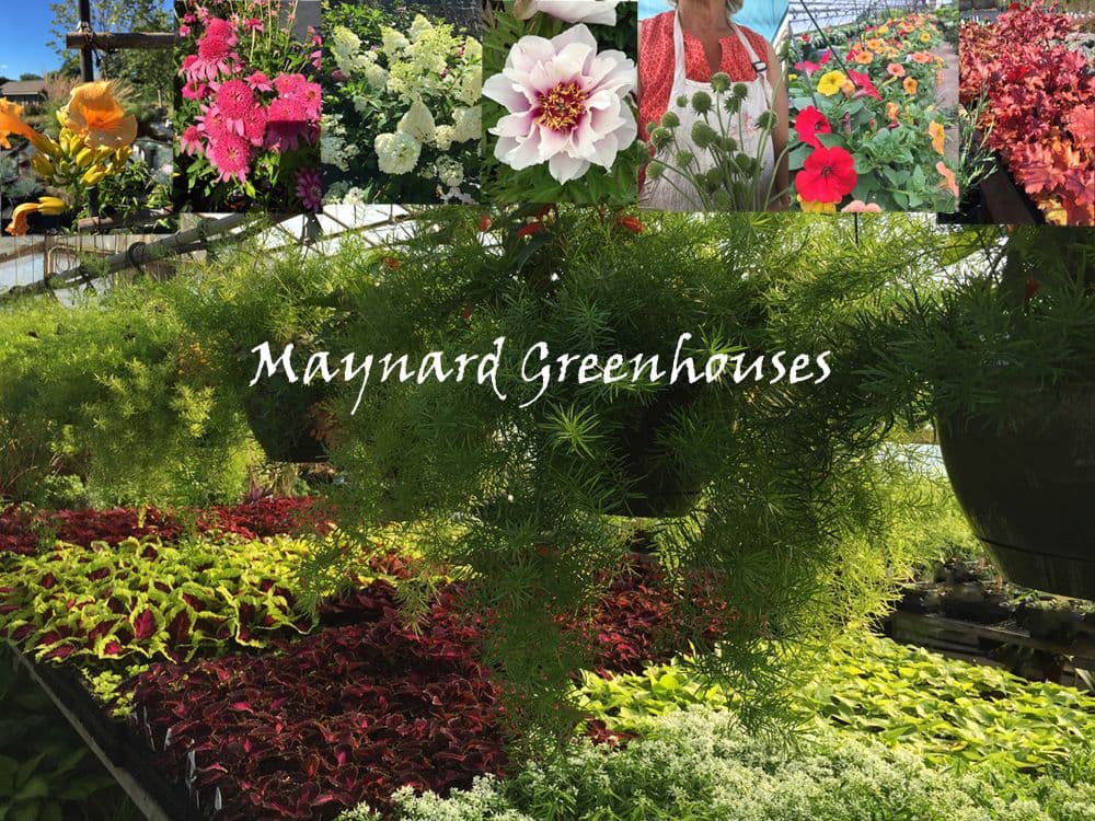 Maynard Greenhouses