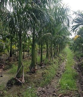 Mayra Nursery Inc