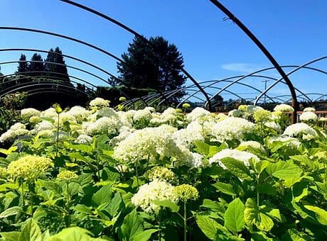 MB Nursery & Landscaping Supply, LLC