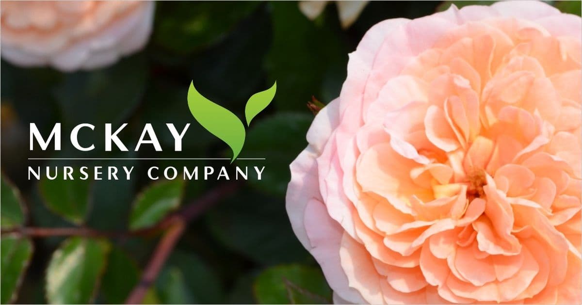 Mc Kay Nursery Co
