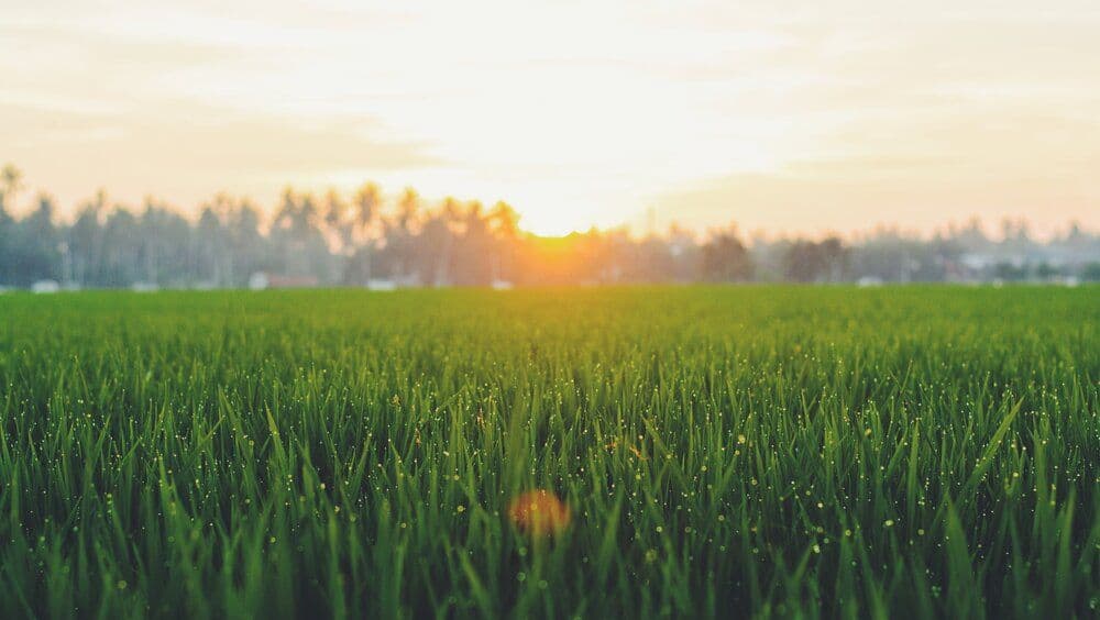 McCall Sod Farm