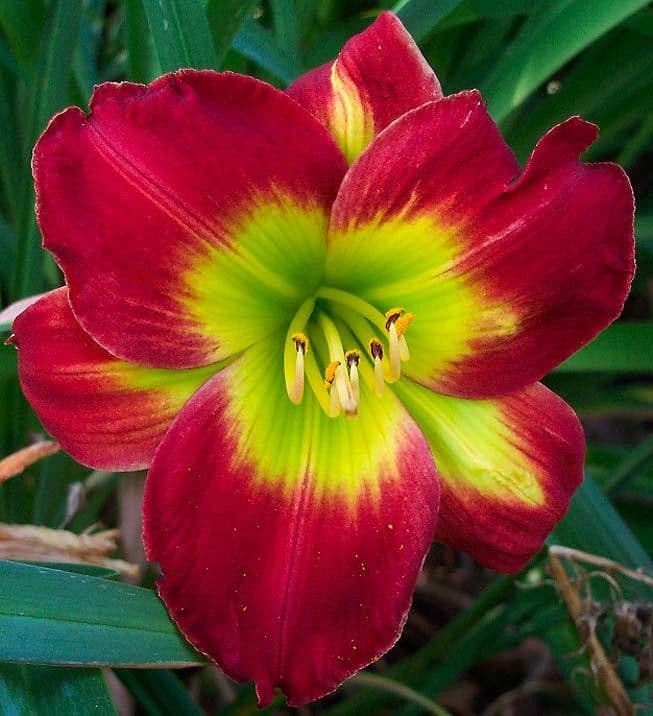 McClelland's Daylily