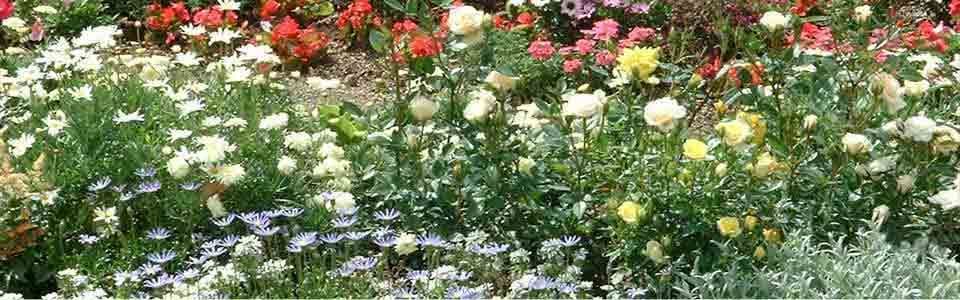McCoy's Nursery & Landscape Co. (Previously Bethany Gardens)