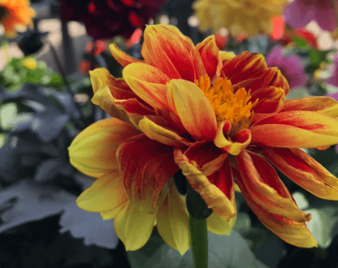 McDaniel's Greenhouse