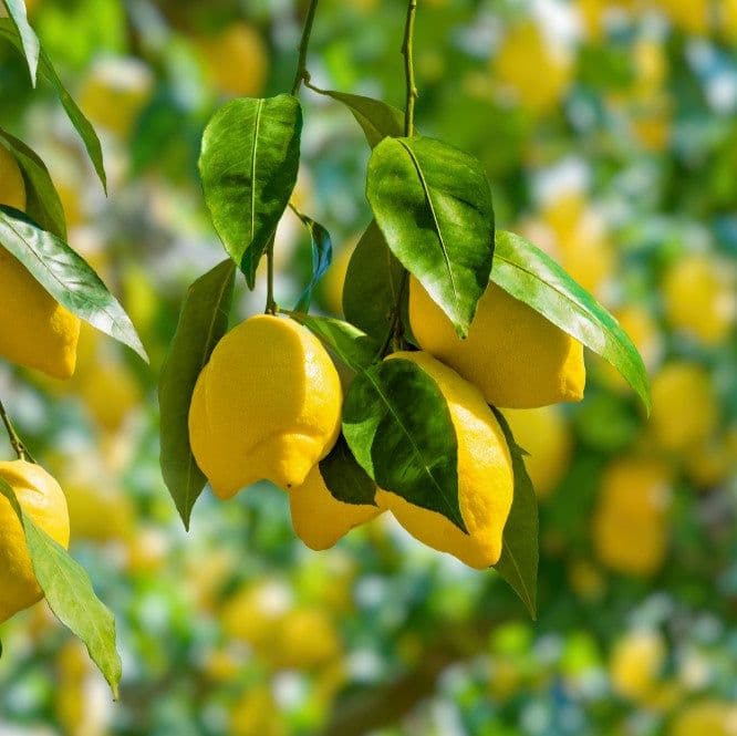McGill Citrus Nursery