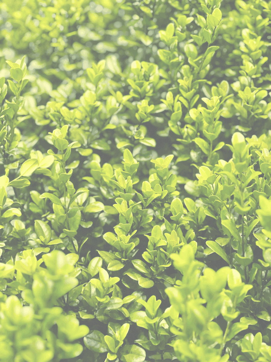McKeithen Growers, Inc
