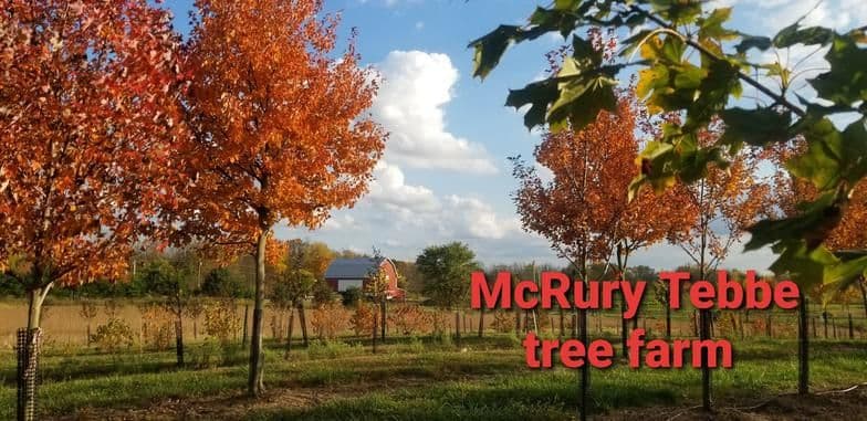 McRury Tebbe Tree Farm