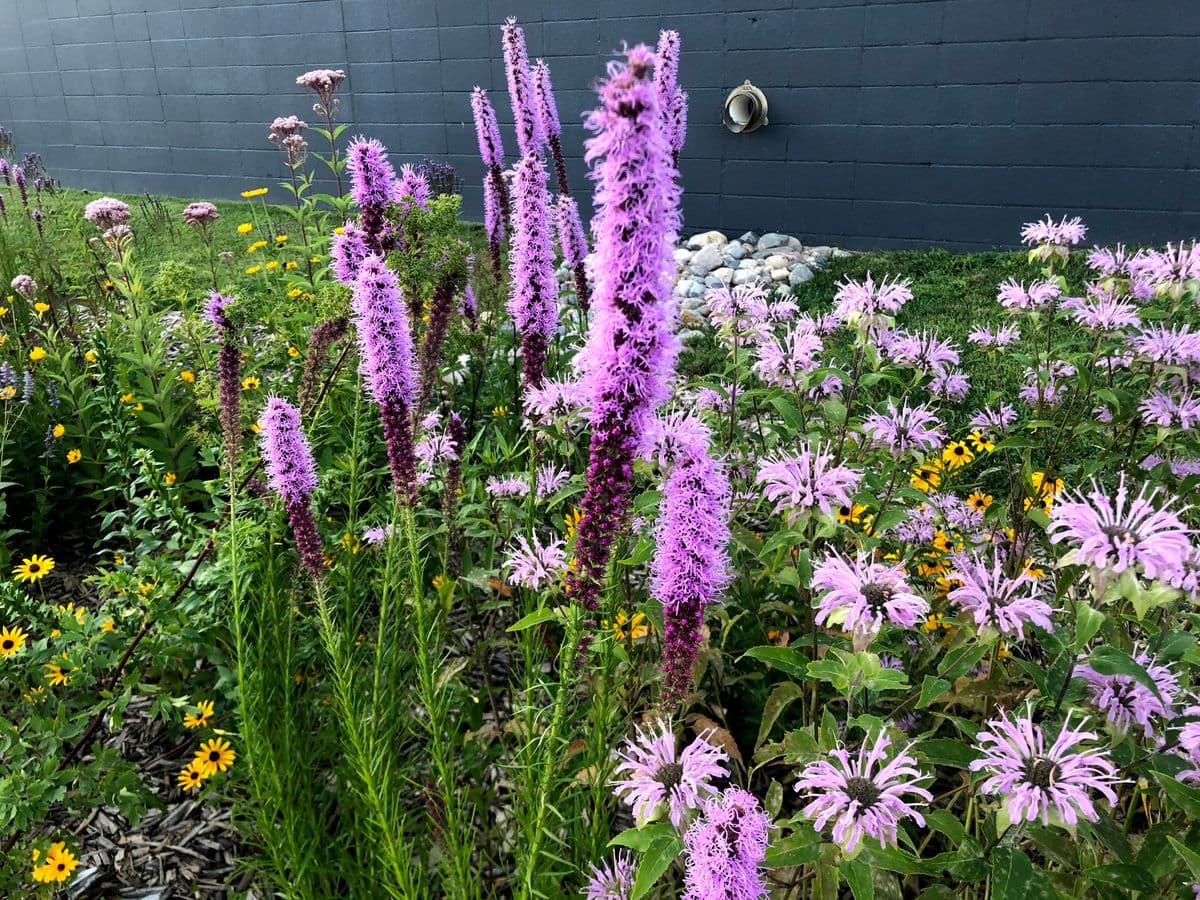 Meadow City Native Plant Nursery
