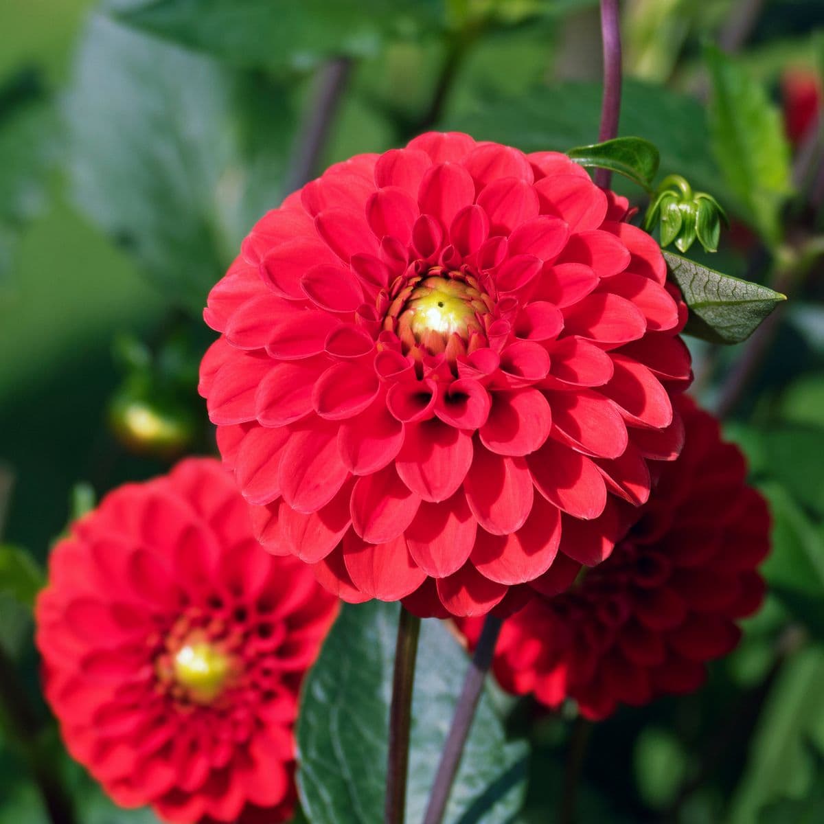 Mendham Garden Center