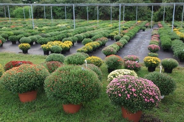 Mensch Greenhouses "Mum Lady"
