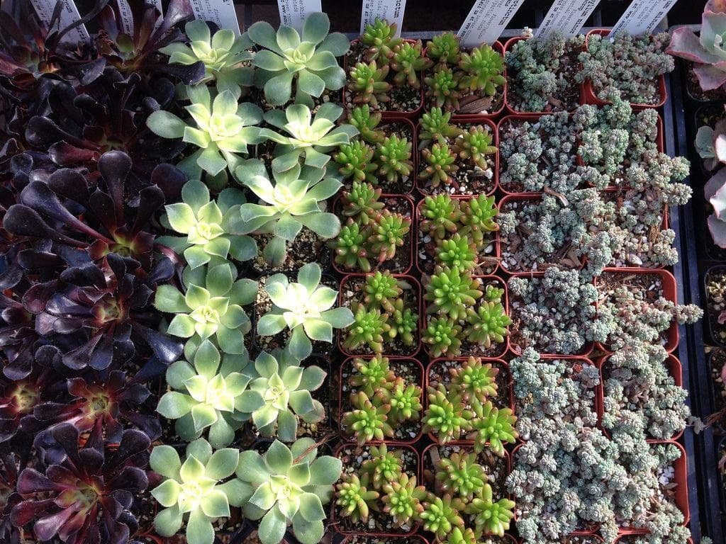 Mercado's Nursery Corp