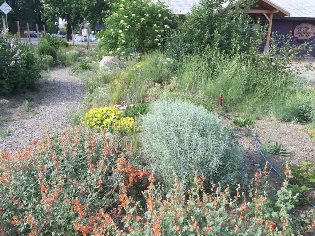 Methow Natives