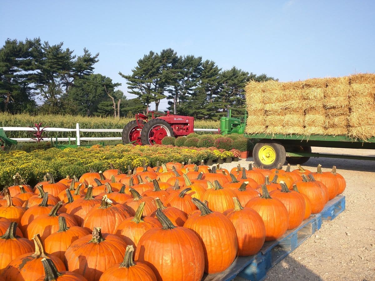 MEYER’S FARM & GREENHOUSES