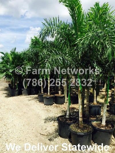 Miami Nursery Farms, LLC