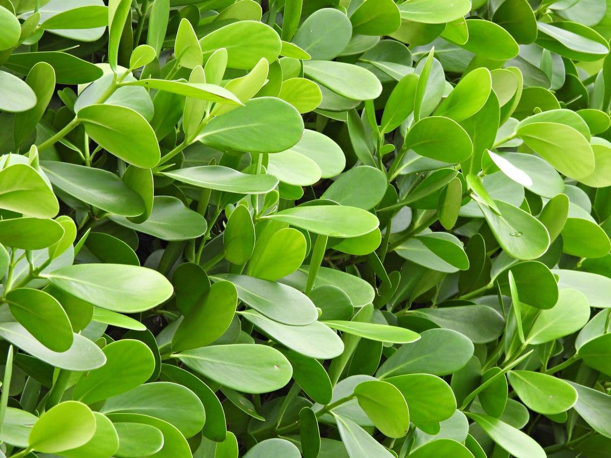 Miami Plant Farm