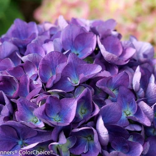 Michael Brothers Nursery