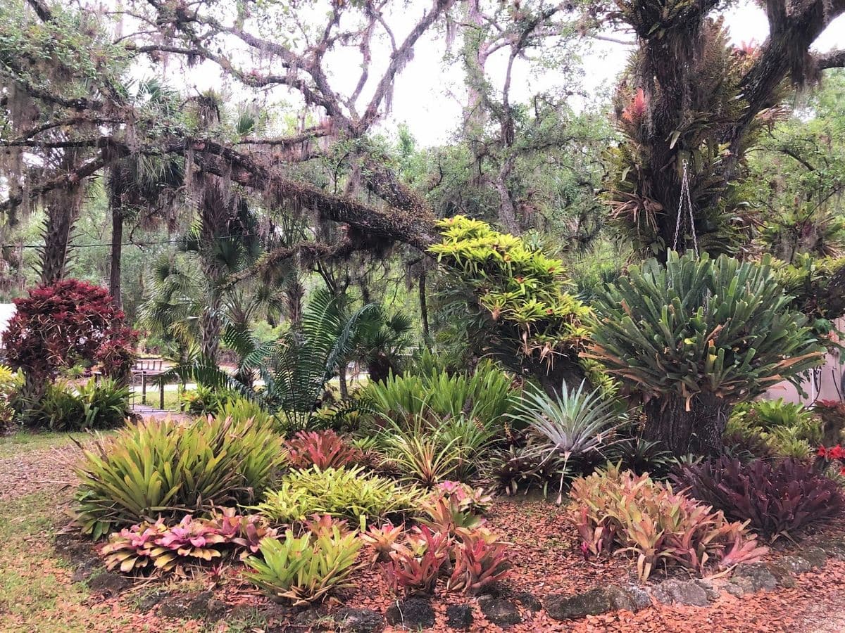 Michael's Bromeliads, Inc.