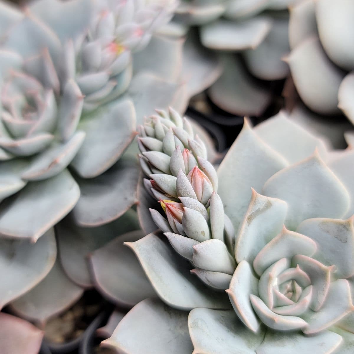 Michael's Succulents / Desert Bloom Nursery