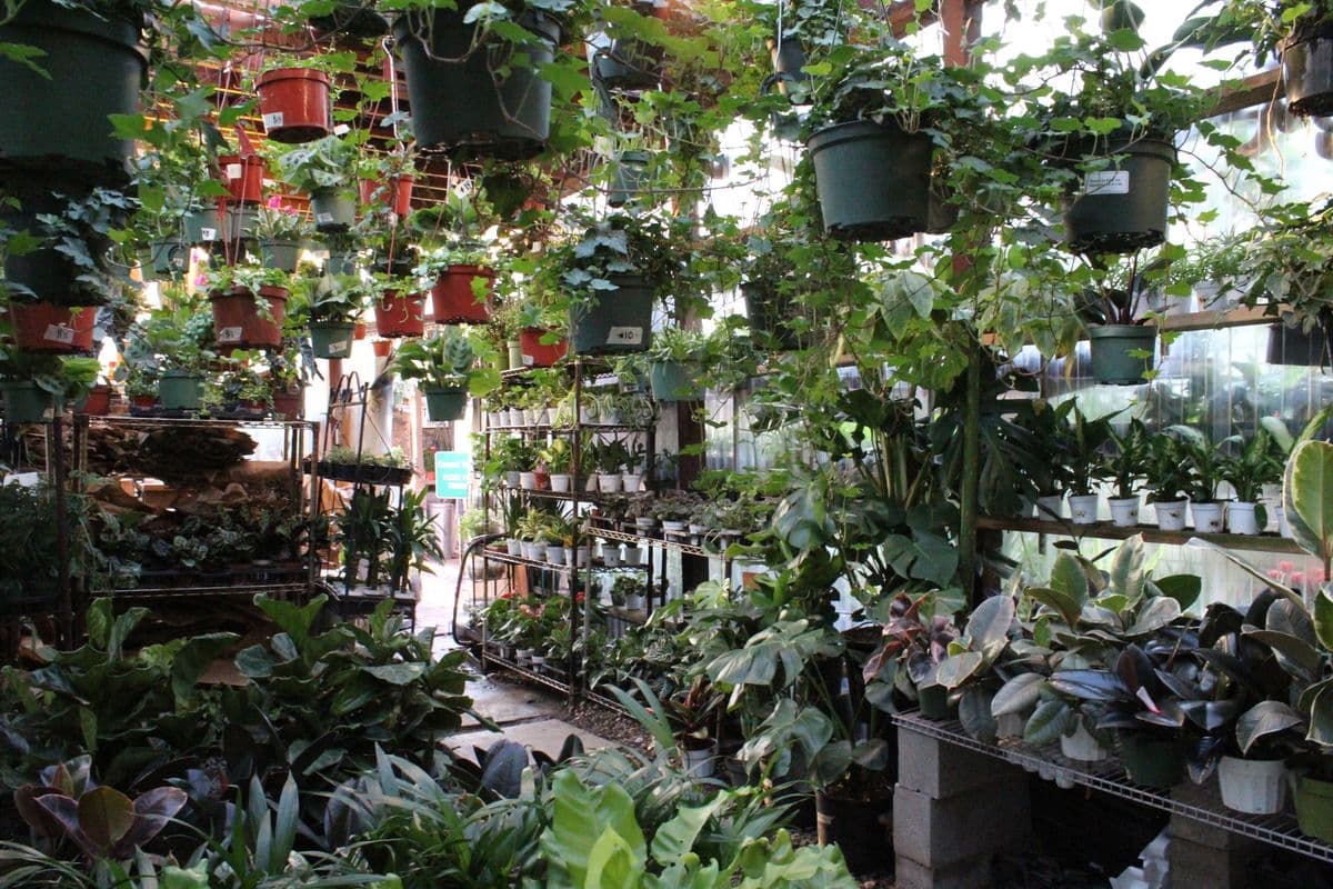 Mickey Hargitay Plants
