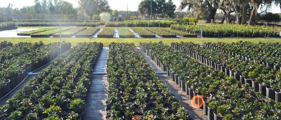 Mid Florida Nurseries & Tree Farm Inc