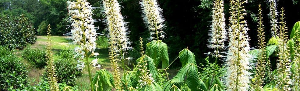Mid Georgia Nursery Inc