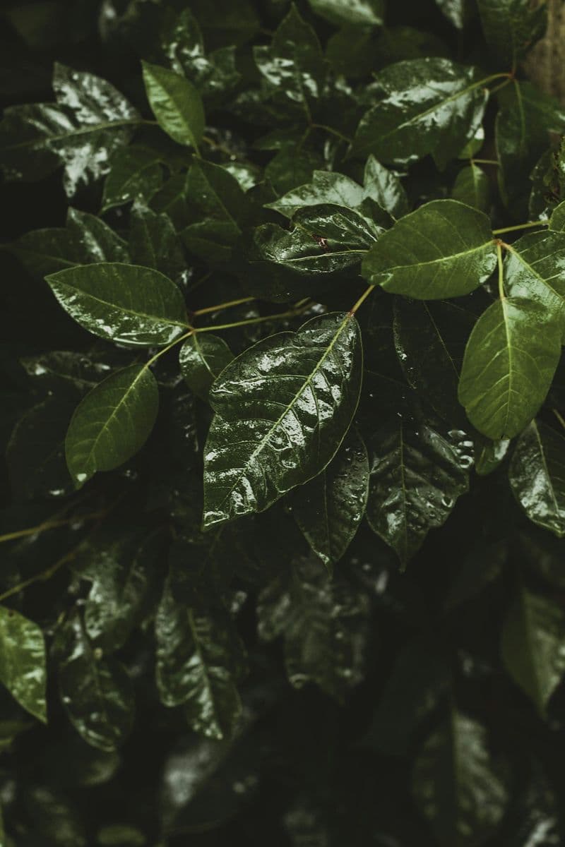 Mid Tenn Tree & Shrub