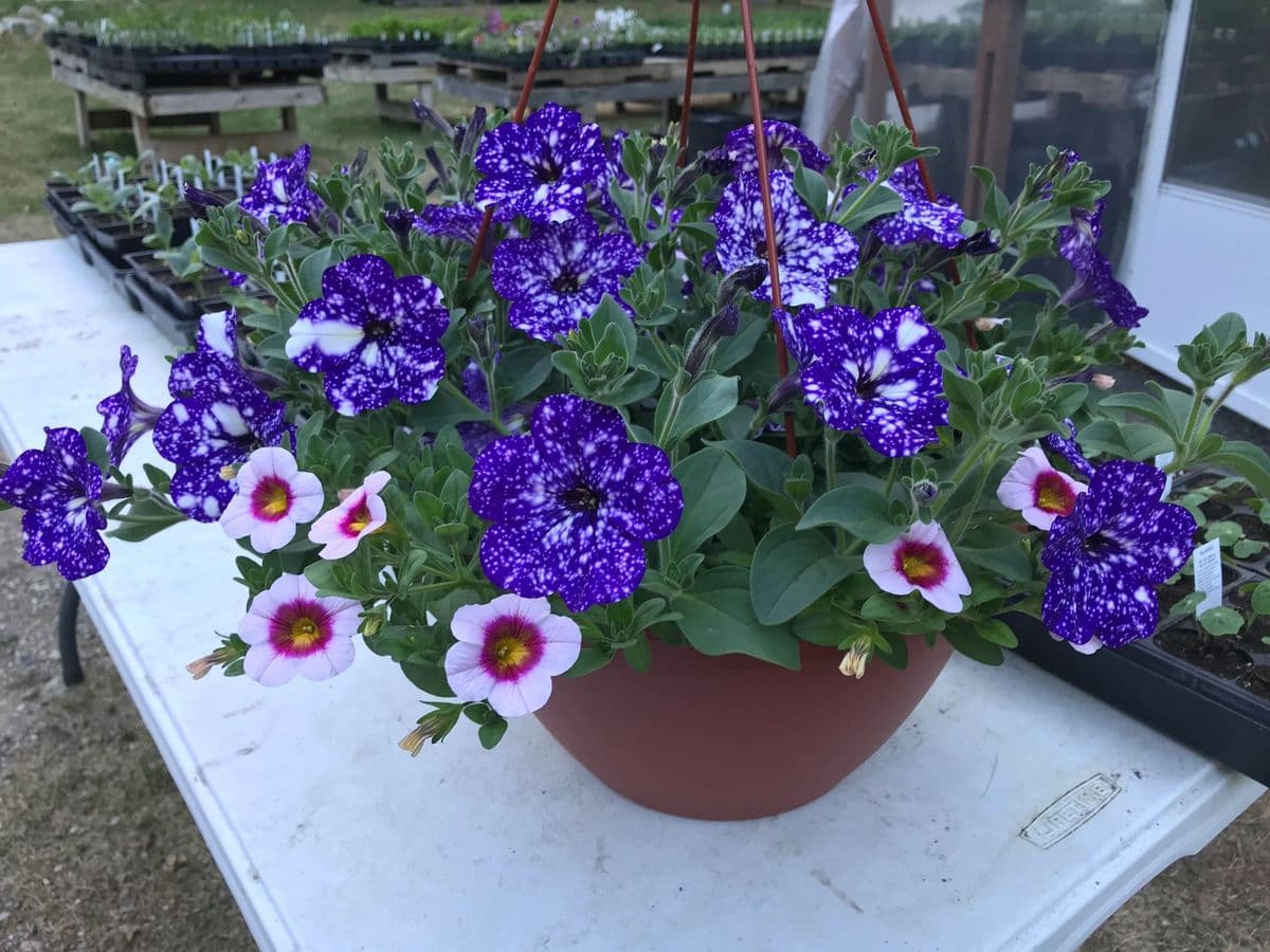 Midnight Sun Greenhouse