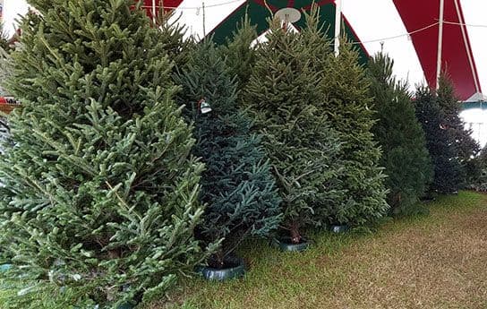 Mike's Christmas Trees Inc.