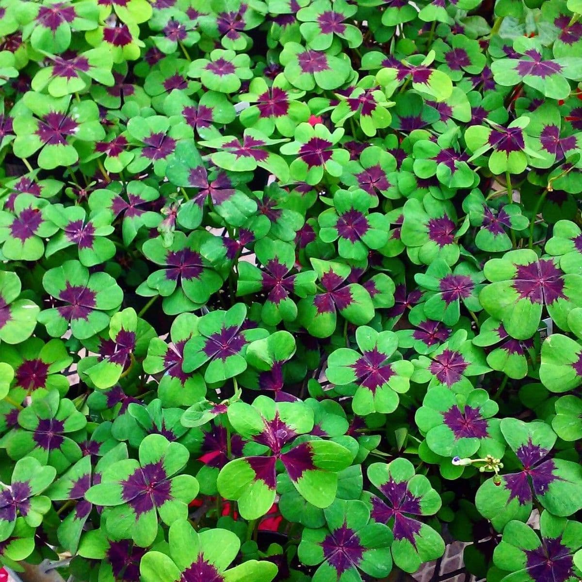 Mike's Garden