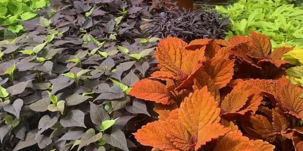 Mill Creek Greenhouses