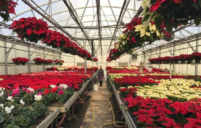 Miller's Greenhouse