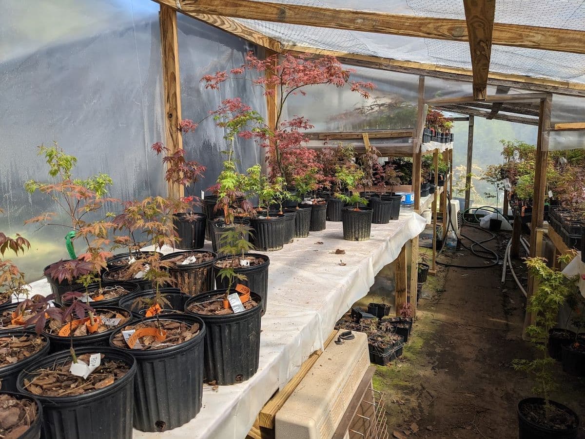 Millstone Japanese Maple Nursery