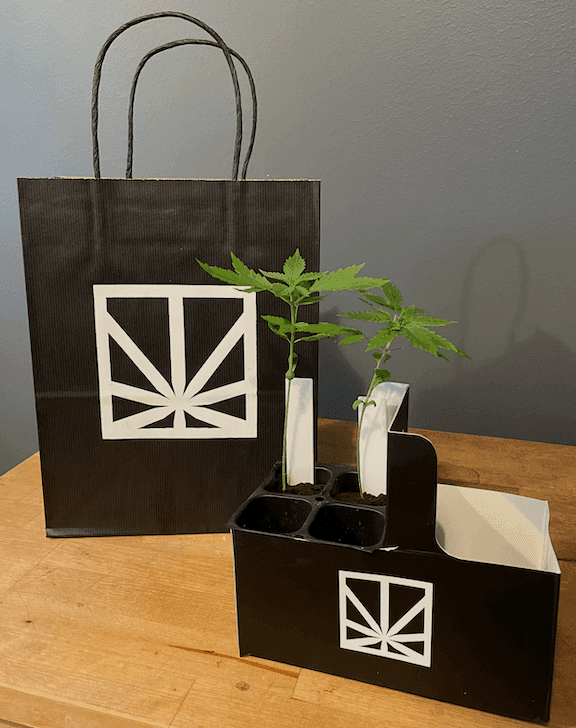 Minnesota Cannabis Clones