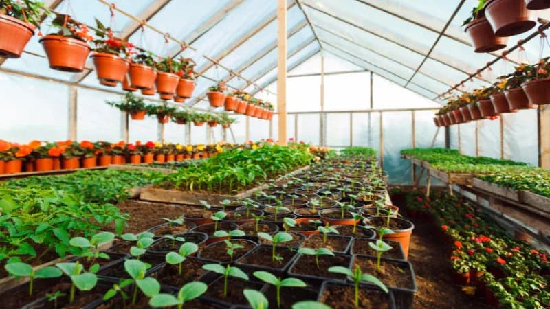 Minor Nursery & Landscapi