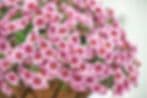 Mission Hills Nursery