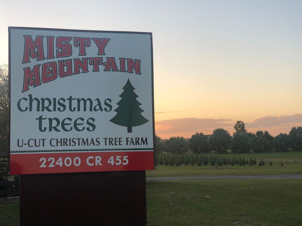 Misty Mountain Christmas Tree Lot
