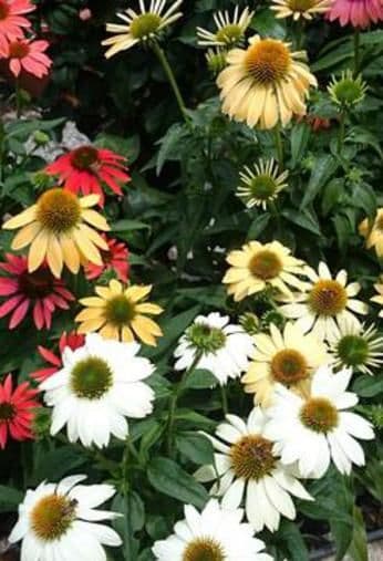 MJ Farm and Nursery