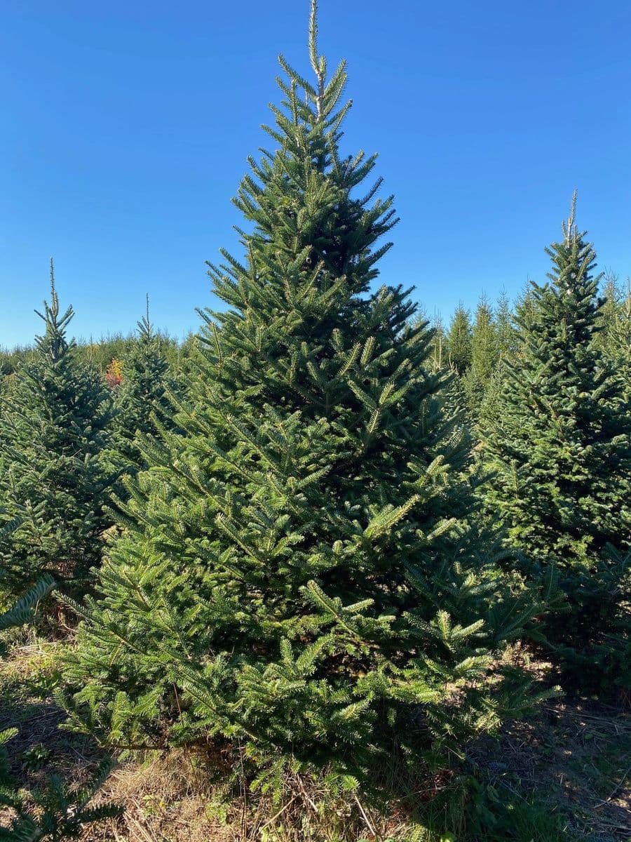 M&L Family Tree Farm
