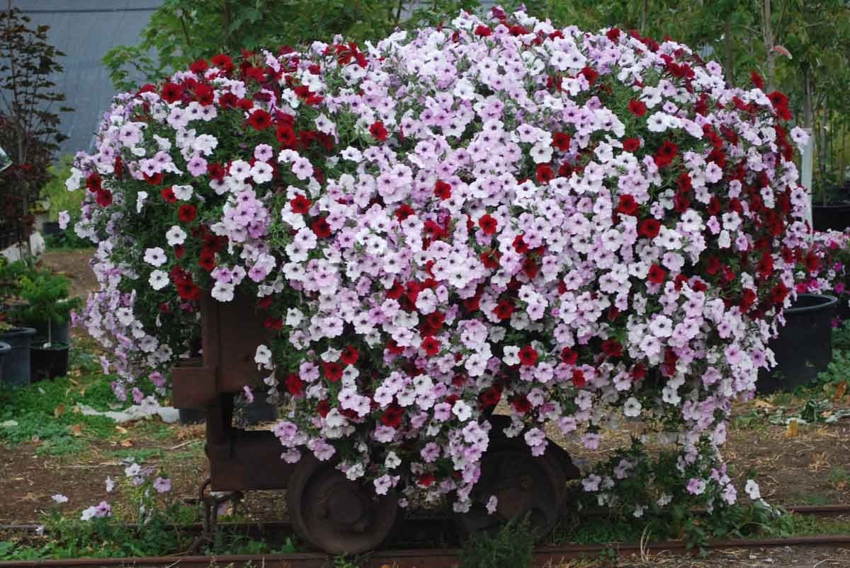 Moeller's Nursery
