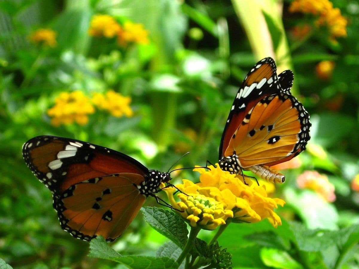 Monarch Butterfly Dan Plant Nursery