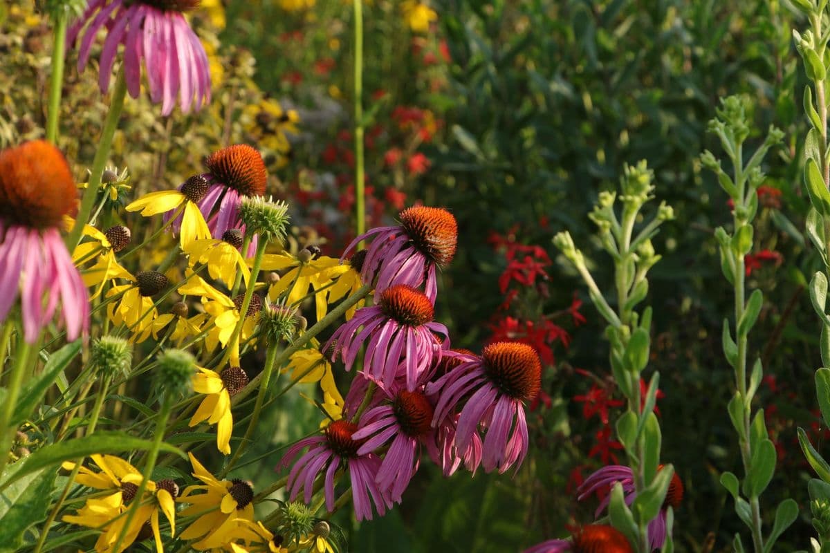 Monarch Meadows Native Plant Nursery