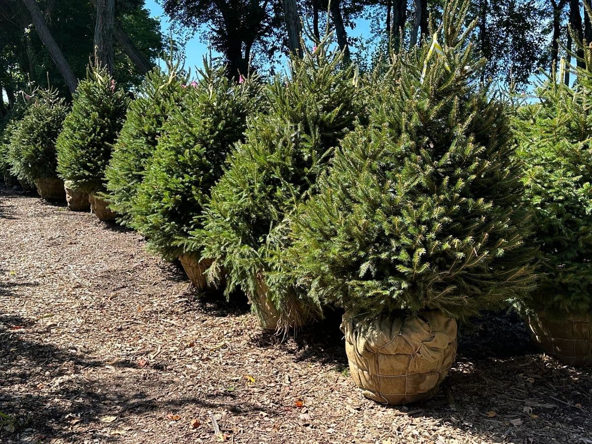 Montgomery Evergreens LLC