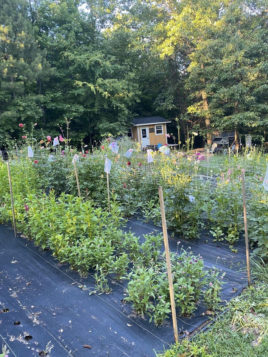 Moonshadow Flower Farm