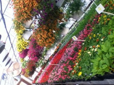 Morning Glory Hill Greenhouse & Gift Shop