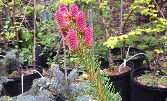 Morning Star Perennials & Trees