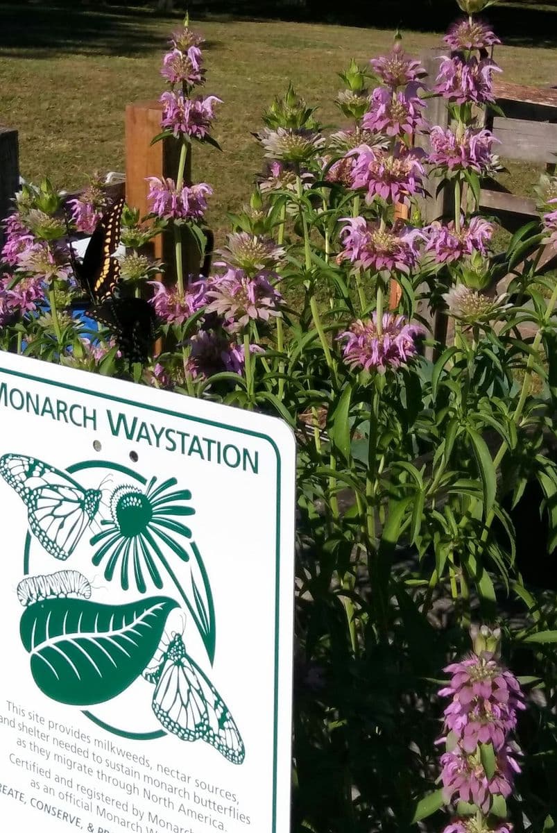 Morning Star Prairie Plants