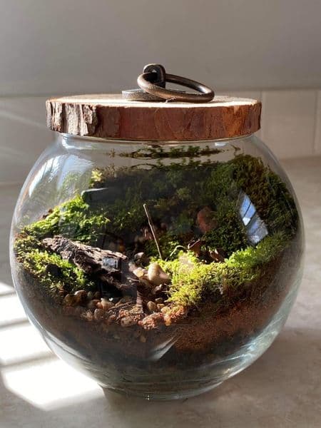 Moss Hunter Terrariums