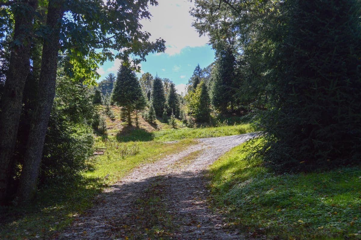 Moss Tree Farm