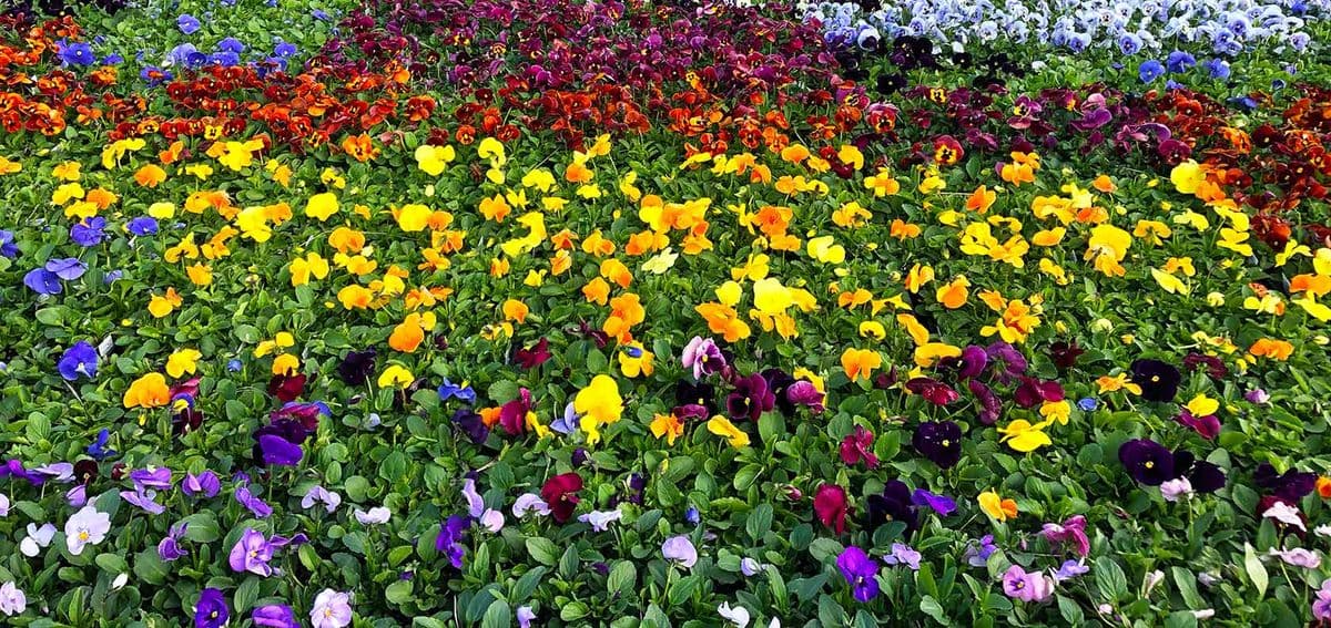 Mountain Grown Gardens