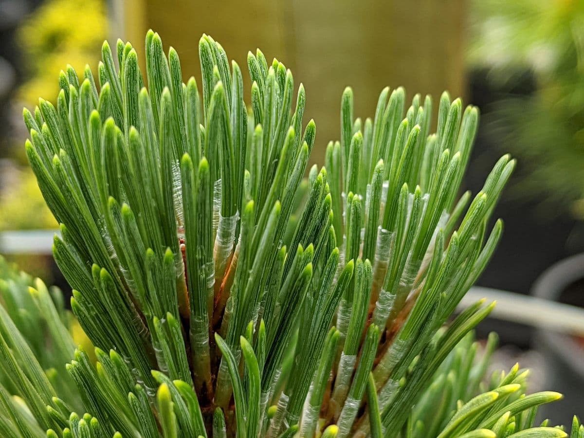 Mountain Meadows Nursery